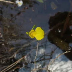 intermediate bladderwort thumbnail 2