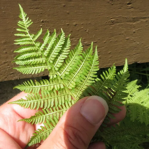 northern lady fern