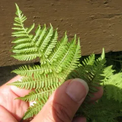 northern lady fern thumbnail 1