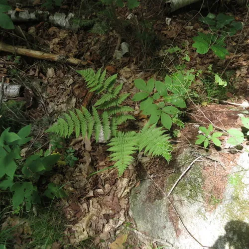 spinulose wood fern