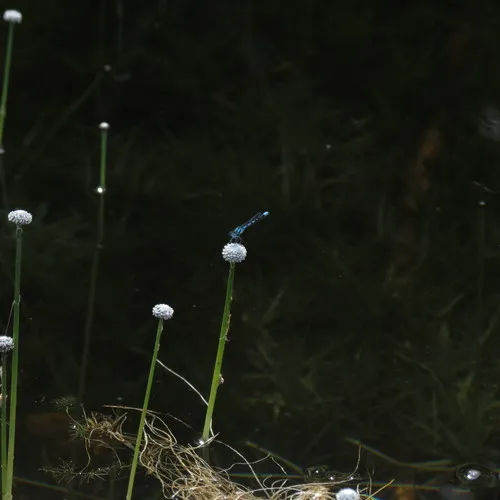 Common Pipewort