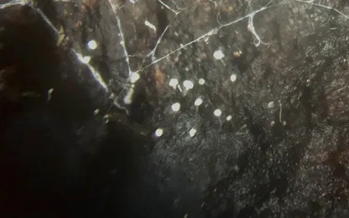 Stilbum vulgare
