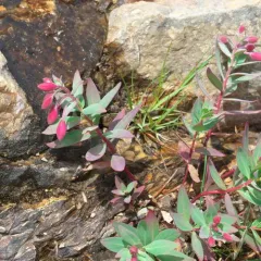 Dwarf Fireweed thumbnail 2