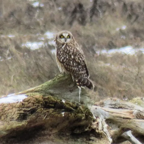 Short-eared Owl