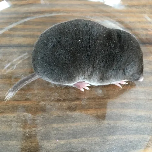 Northern Short-tailed Shrew