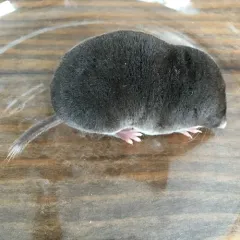 Northern Short-tailed Shrew thumbnail 1