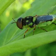 Green Soldier Fly thumbnail 1