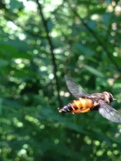 Epistate Horse Fly thumbnail 4