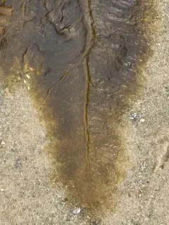 Pylaiella littoralis thumbnail 3