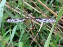 Tipula caloptera thumbnail 1