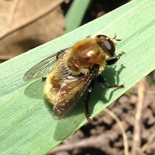 Narcissus Bulb Fly