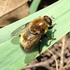 Narcissus Bulb Fly thumbnail 1