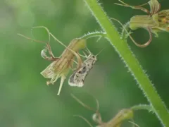 Greya punctiferella thumbnail 1