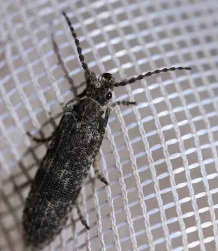 Priacma bleach beetle