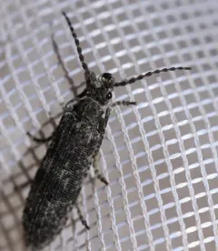 Priacma bleach beetle thumbnail 1