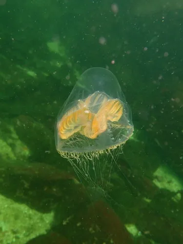 Catablema multicirratum