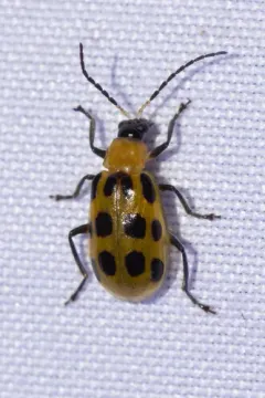 Spotted Cucumber Beetle thumbnail 4