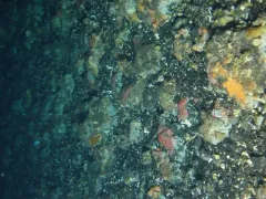 Red Veiled Chiton thumbnail 1