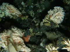 Gunpowder Sea Star thumbnail 4