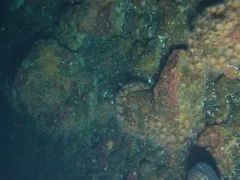 Northeastern Pacific Sea Star thumbnail 3