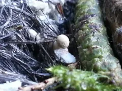feather stalkball thumbnail 3