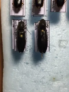 Two-punctured Click Beetle thumbnail 3