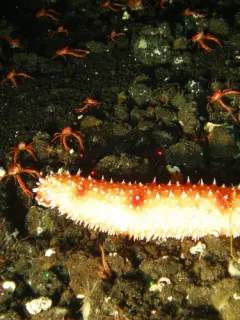 White-Knobbed Sea Cucumber thumbnail 1