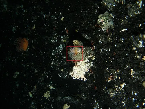 Psolus squamatus