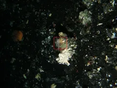 Psolus squamatus thumbnail 1