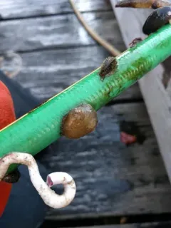 Ascidia columbiana thumbnail 2