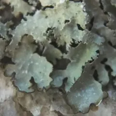 rough speckled shield lichen thumbnail 1