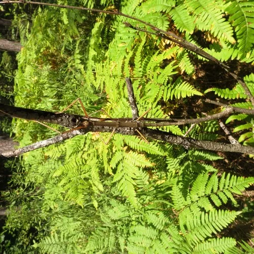 Northern Walkingstick