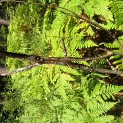 Northern Walkingstick thumbnail 1