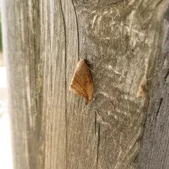 Arched Hooktip Moth thumbnail 2