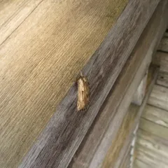 White-streaked Prominent thumbnail 2