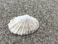 Many-rib Puncturella thumbnail 2