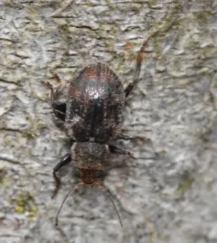 Xanthonia decemnotata thumbnail 3