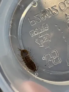 Eastern Waterslater thumbnail 2