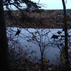 Ruffed Grouse thumbnail 3