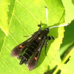 Virginia Creeper Clearwing thumbnail 1
