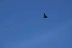 Great Skua thumbnail 2