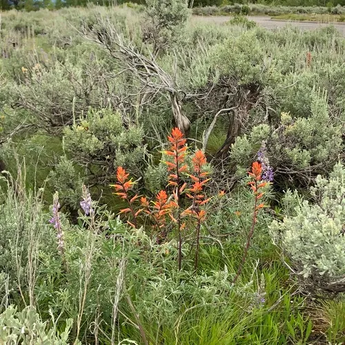 Wyoming Paintbrush