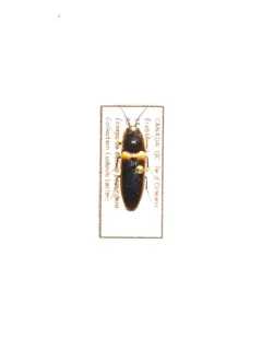 Ampedus oblessus thumbnail 4