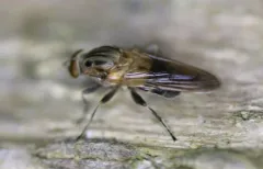 Yellow-spotted Sapeater thumbnail 1
