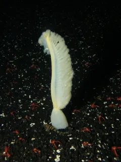 Northern Spearnose Poacher thumbnail 3