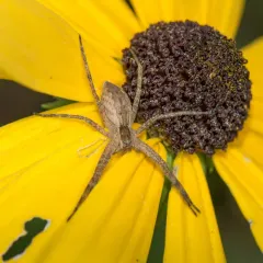 American Nursery Web Spider thumbnail 3