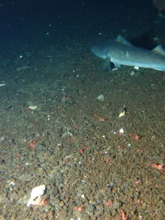 Sablefish thumbnail 1
