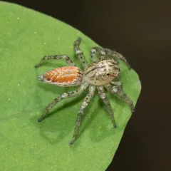 Dimorphic Jumping Spider thumbnail 3