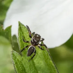 Bronze Jumping Spider thumbnail 2