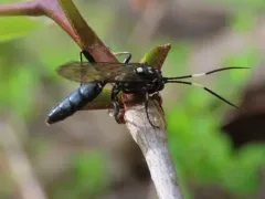 Orgichneumon calcatorius thumbnail 4